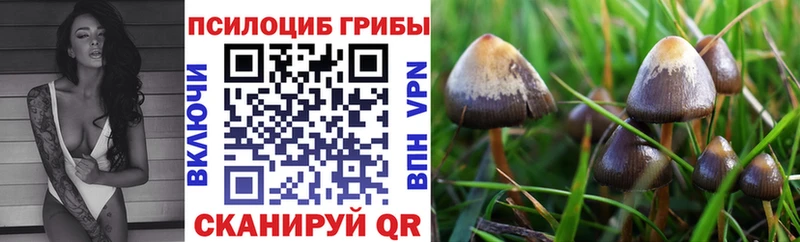 наркота  блэк спрут ССЫЛКА  Псилоцибиновые грибы мухоморы  Элиста 